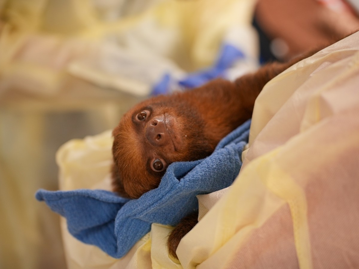 Rescued Sloth World sloths survive first nights at Central Florida Zoo