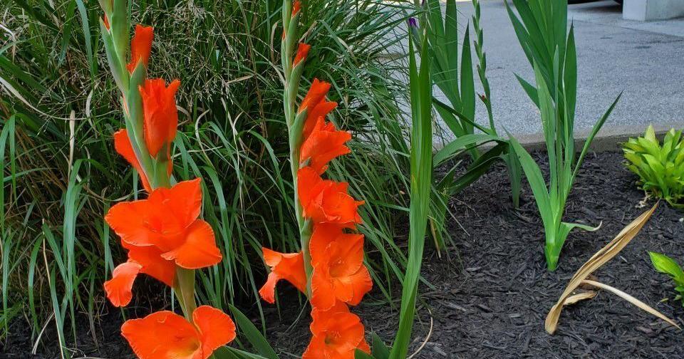 Good 2 Grow: ‘Glad’ to welcome a new flower to the garden