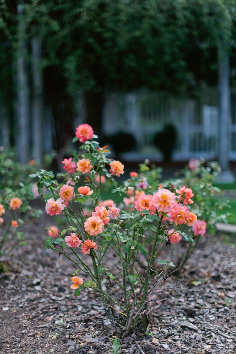 Birmingham Botanical Gardens, plant sale, roses