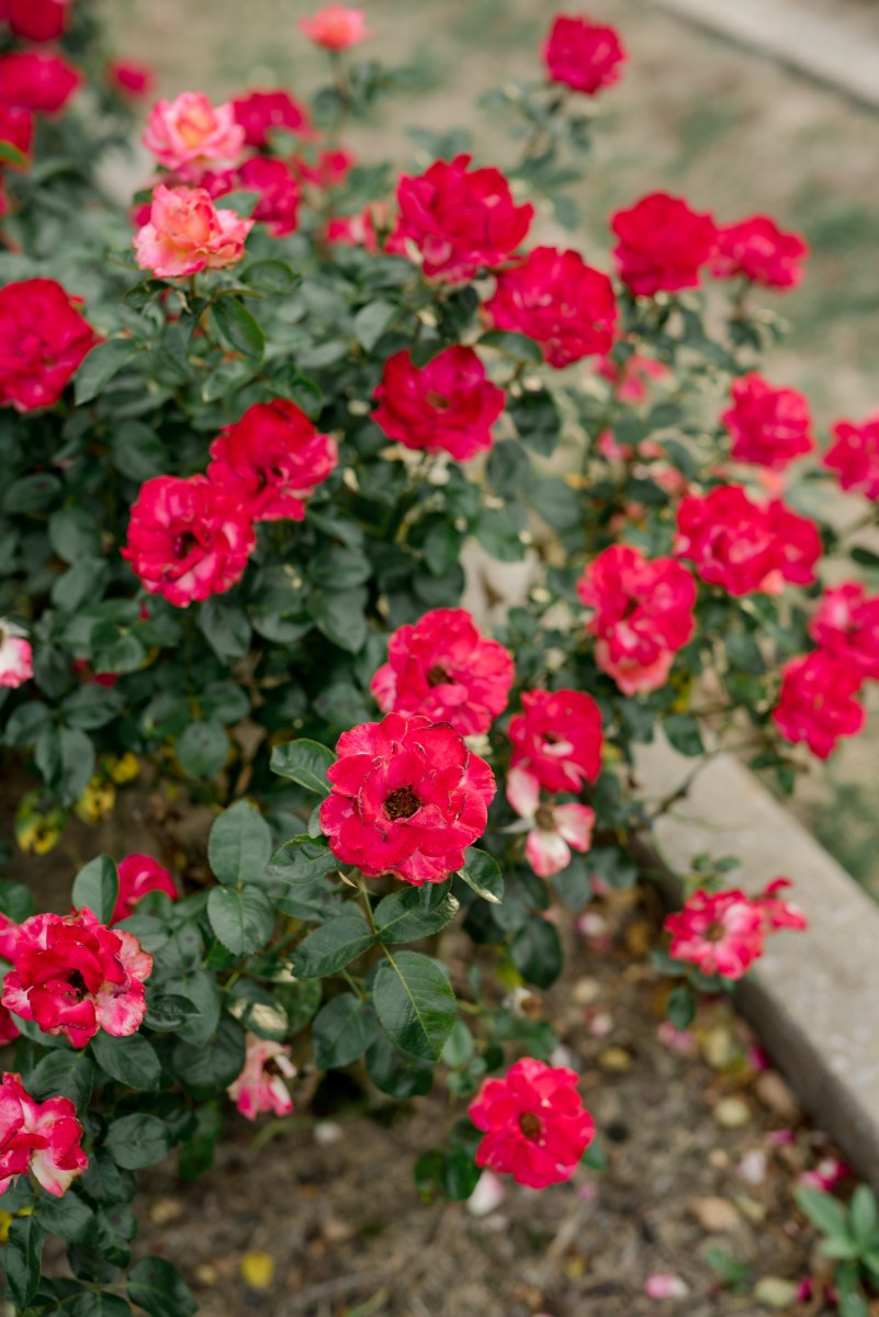 Birmingham Botanical Gardens, plant sale, roses
