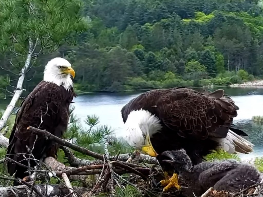 A bald eagle feeds her eaglet in their nest. Her mate perches on a branch and watches them.