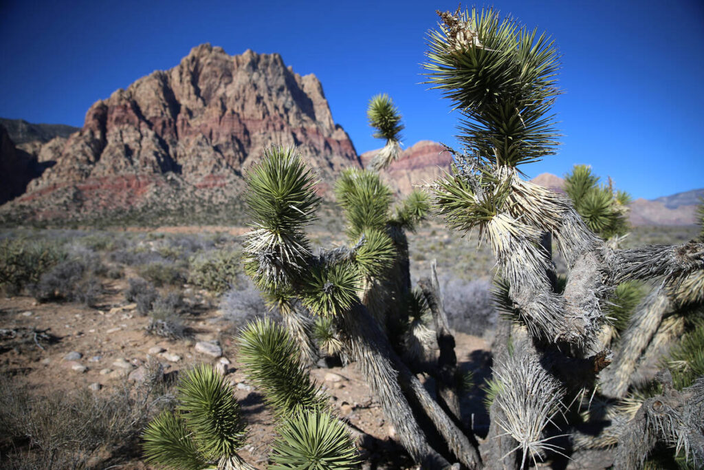 The view from the First Creek trail at Red Rock Canyon National Conservation Area in Las Vegas, ...