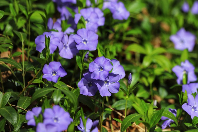 Groundcover is essential to any garden