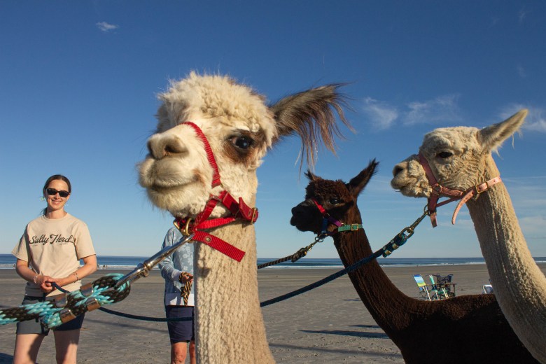 No, those aren’t llamas on a Maine beach. They’re alpacas.