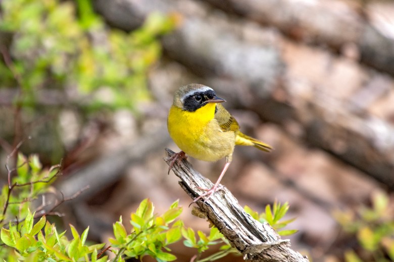 Behavior of birds changes during breeding season