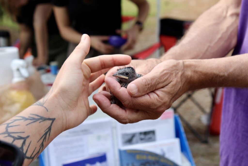 Local Groups See Payoff With Purple Martin Conservation Efforts