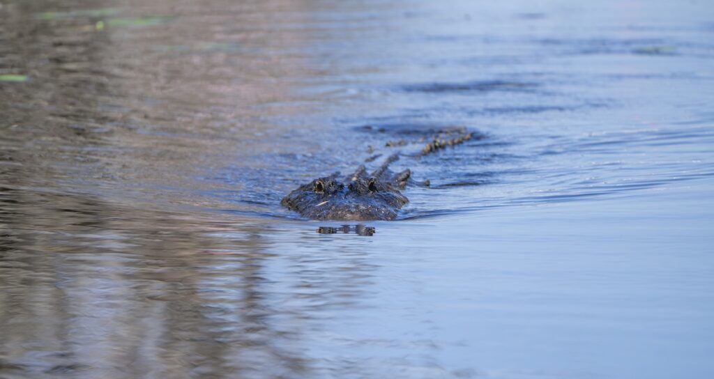 Woman killed by alligator in Little Big Econ River, FWC says