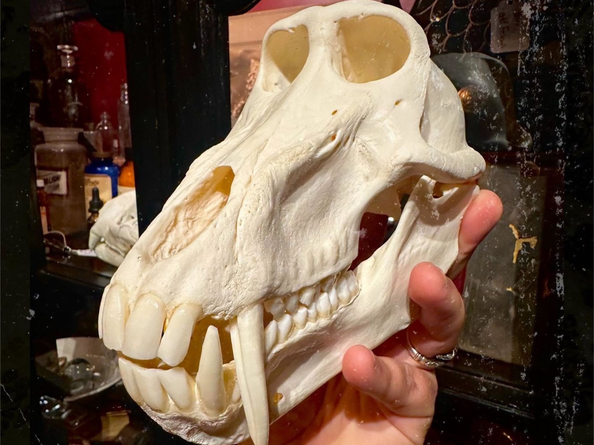 Stock up on spooky trinkets this weekend Orlando Oddities and Curiosities Market
