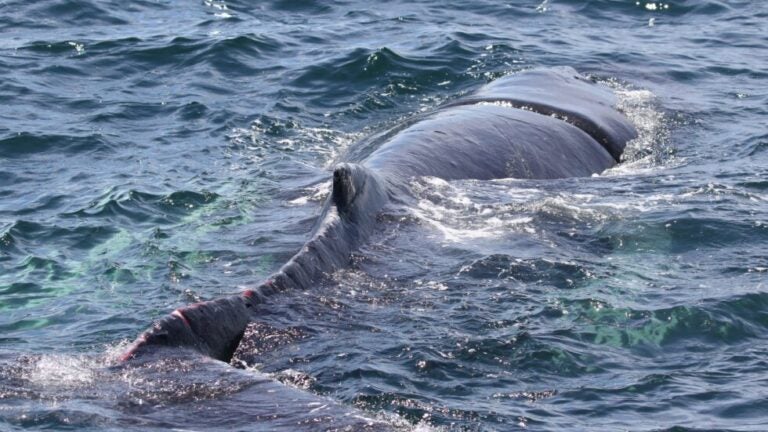 Entangled humpback whale freed from fishing gear off Mass. coast