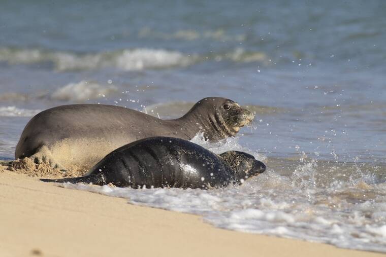 Kaimana Beach reopens after departure of monk seal mom, pup