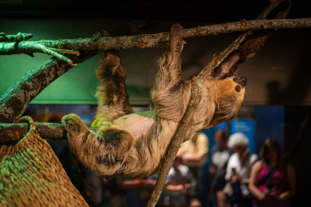 Meet a sloth, pet a python + more at this amazing new animal exhibit