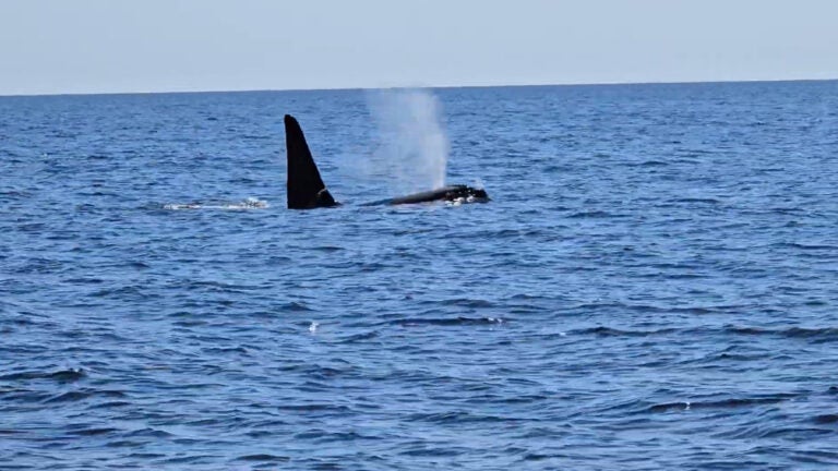 'Old Thom,' iconic solitary orca, spotted by Cape Cod fishermen