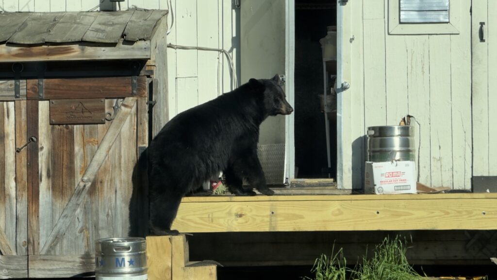 Stowe Police Officer Shoots Bear After Restaurant Cooler Break-In
