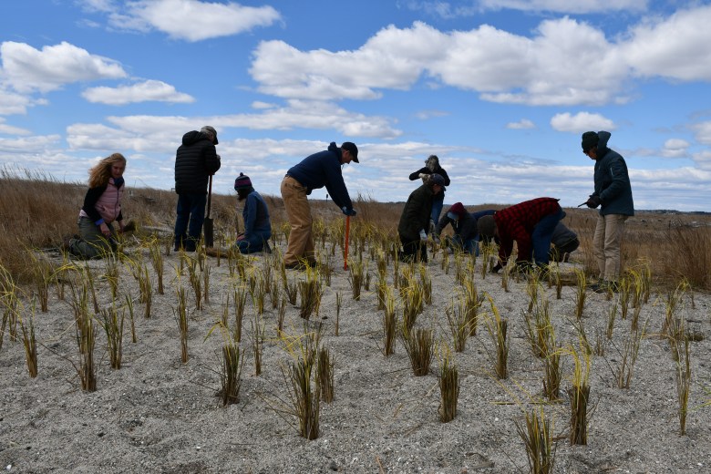 Chebeague Island restoration effort improves shore for people and plovers
