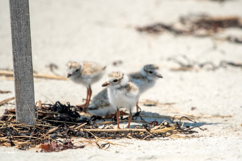 Wildlife finds creative ways of staying cool in summer