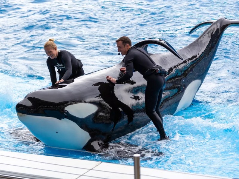 SeaWorld Orlando fined after orca whale injured trainer