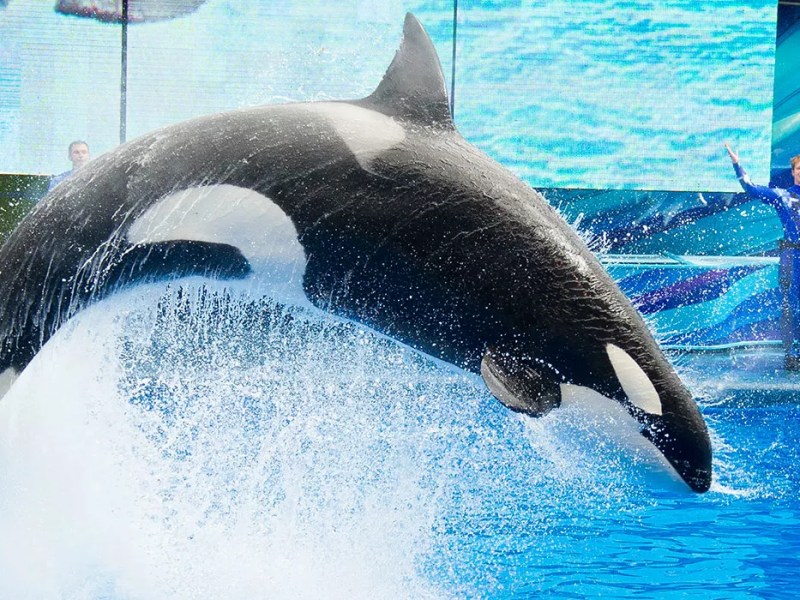 Security guards at SeaWorld Orlando launch another bid to unionize