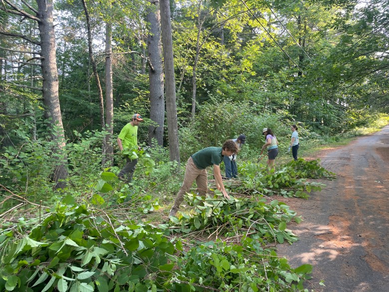 Japanese knotweed giving you fits? Here’s how you can kill it
