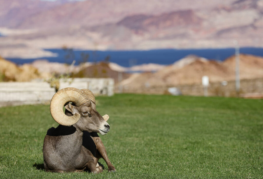 A bighorn sheep at Hemenway Valley Park in Boulder City, Nev., Monday, Nov. 4, 2024. (Rachel As ...