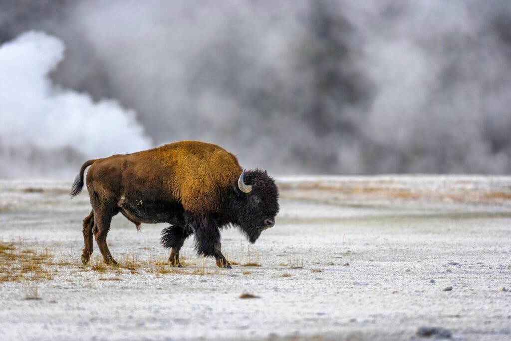In terrifying seconds, a bison charges campers at Yellowstone