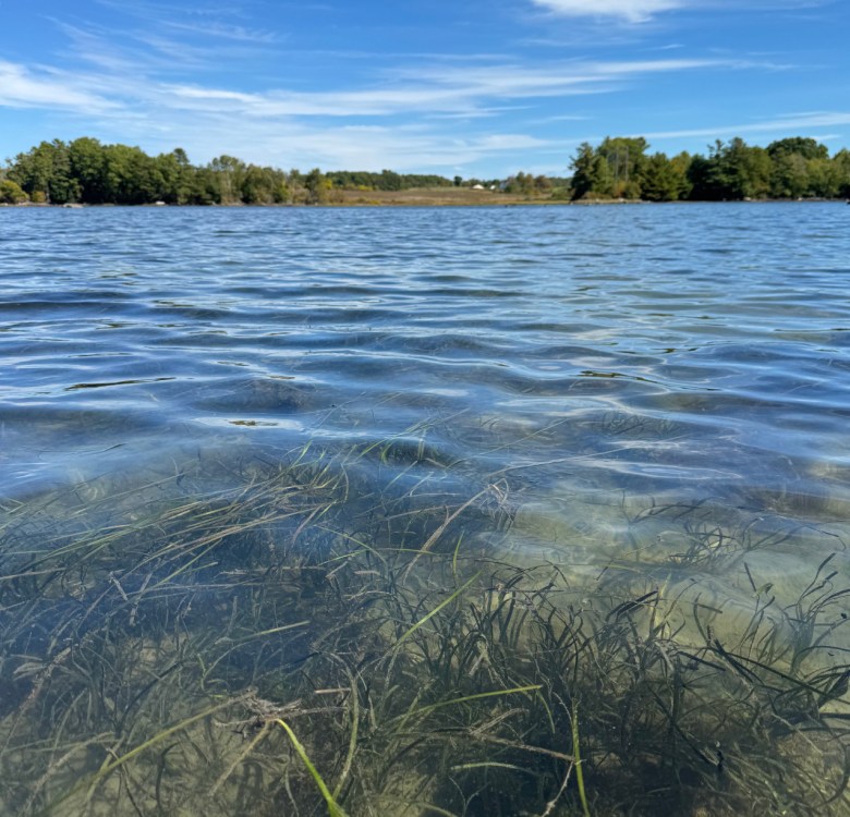 Coastal Rivers to host guided eelgrass paddle in Great Salt Bay