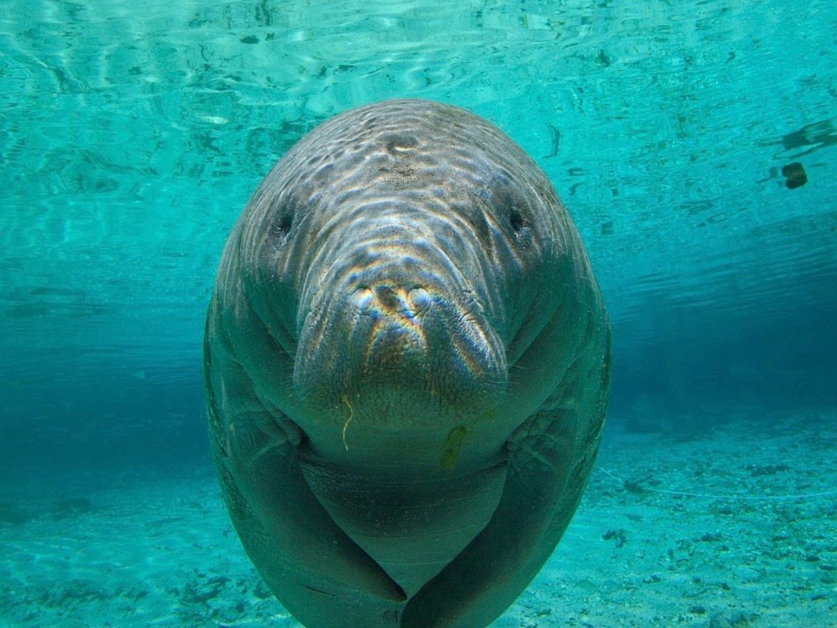 Democrats urge Trump administration to rethink Endangered Species Act rollback