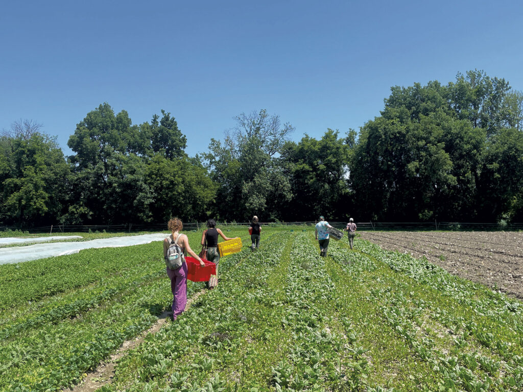 Feeding Champlain Valley Now in Charge of Gleaning in Chittenden County