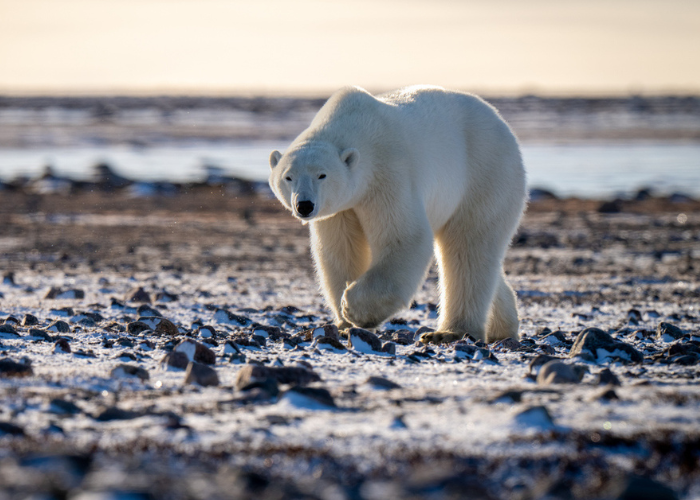 Arctic Sea Ice Day at the Zoo – Event_Image [EVENT]