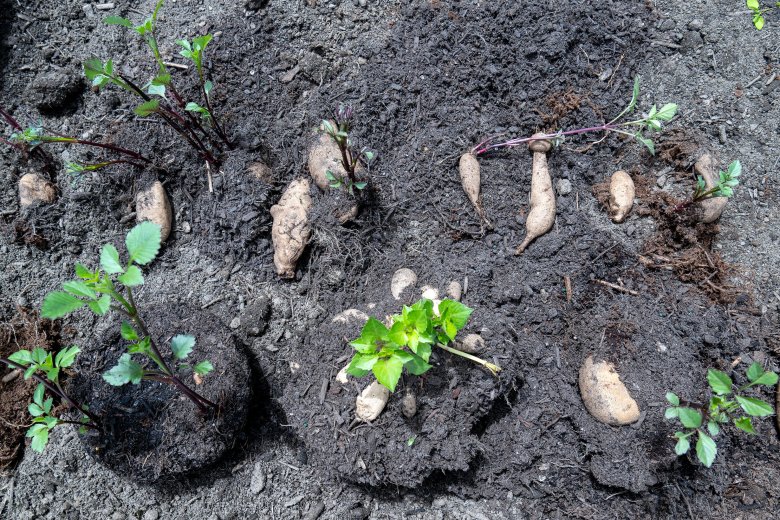 From leaf to reef: Managing nutrient runoff from your yard