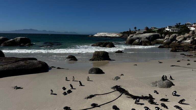 New England Aquarium trainer joins effort to save endangered penguin chicks in South Africa
