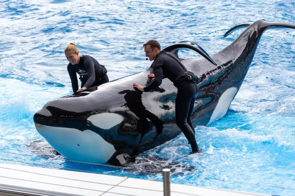 They keep SeaWorld visitors safe. They’re fighting for safety on the job themselves.