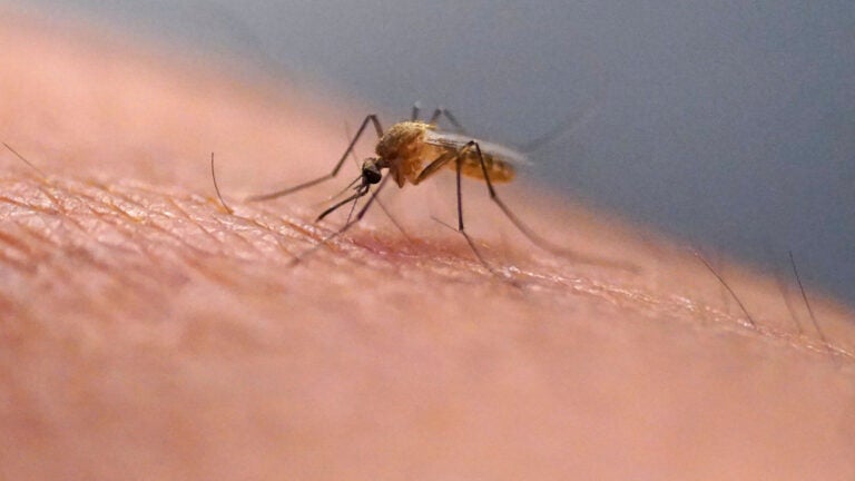 West Nile Virus found in mosquito test sample in Jamaica Plain