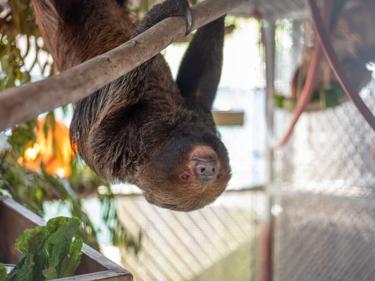 Lawmakers restore funding for Central Florida Zoo in state budget proposal