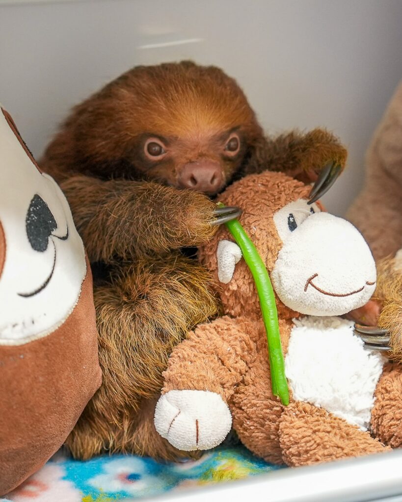 Orange County leaders explore options to prevent another Sloth World tragedy