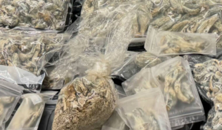 COURTESY HPD
                                Photos released by HPD show mushrooms and hash and other unidentified drugs in liquid form packaged for sale.