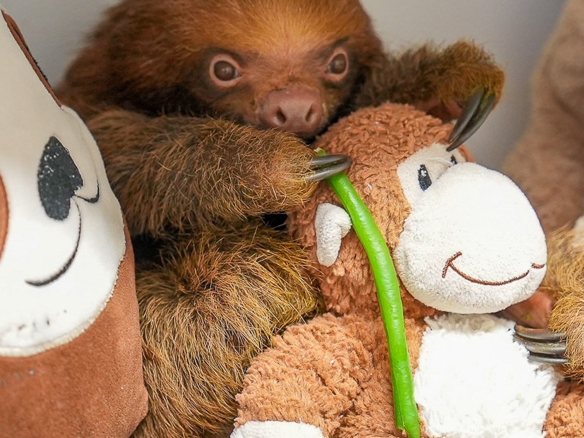 Orange County leaders explore options to prevent another Sloth World tragedy