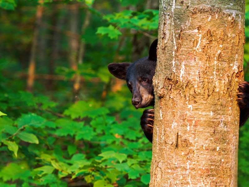 This year’s Florida bear hunt will allow hunters to kill more bears