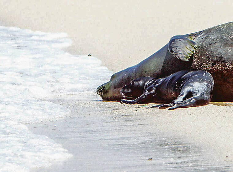 DOCARE investigating alleged rock-throwing incident at monk seal on Oahu