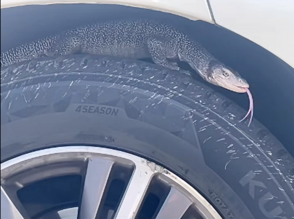 An exotic lizard was rescued from a Burlington parking lot