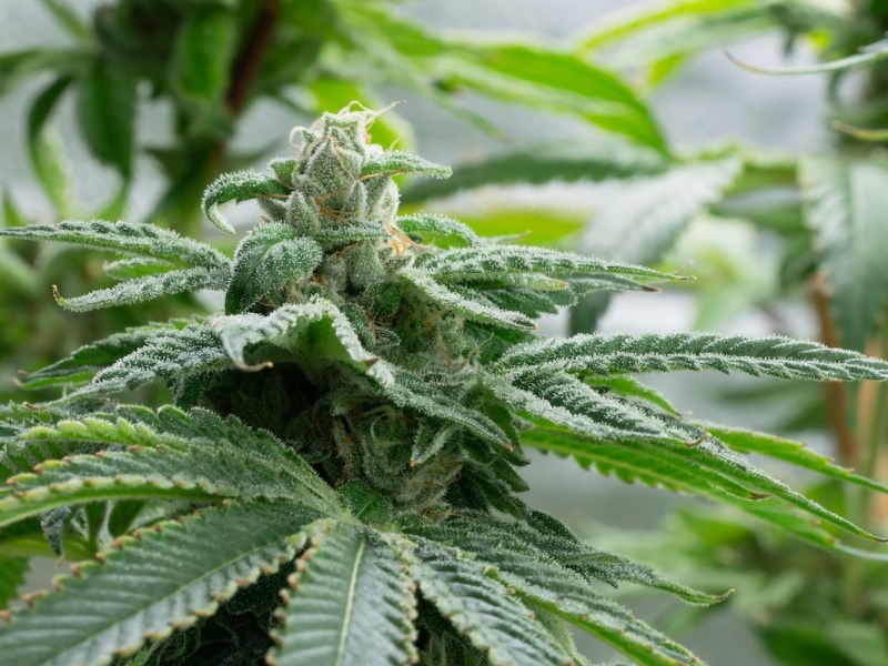 Hemp entrepreneurs in Florida receive a reprieve at least for another month