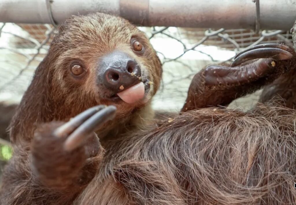 Florida proposes stronger protections for sloths after Sloth World deaths in Orlando