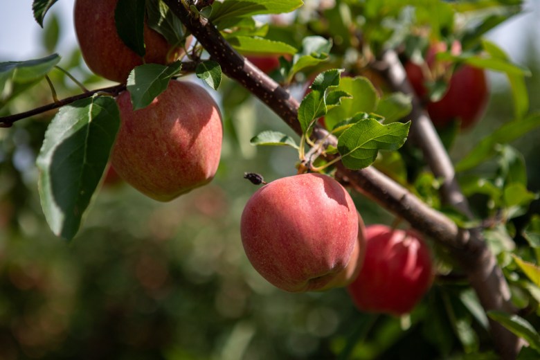 Maine’s apple crop is looking great