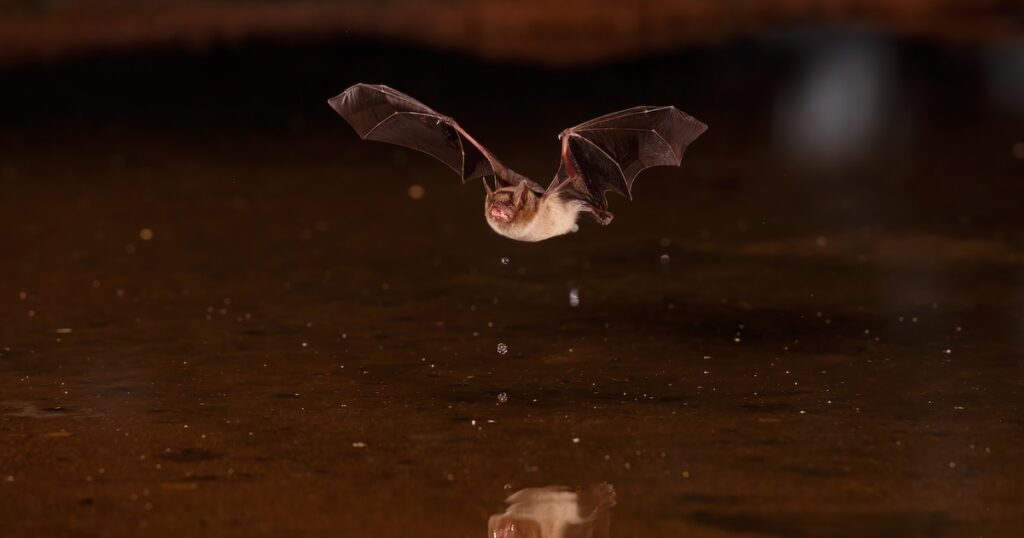 Voices: A bat in my sink revealed a dark truth about our healthcare system