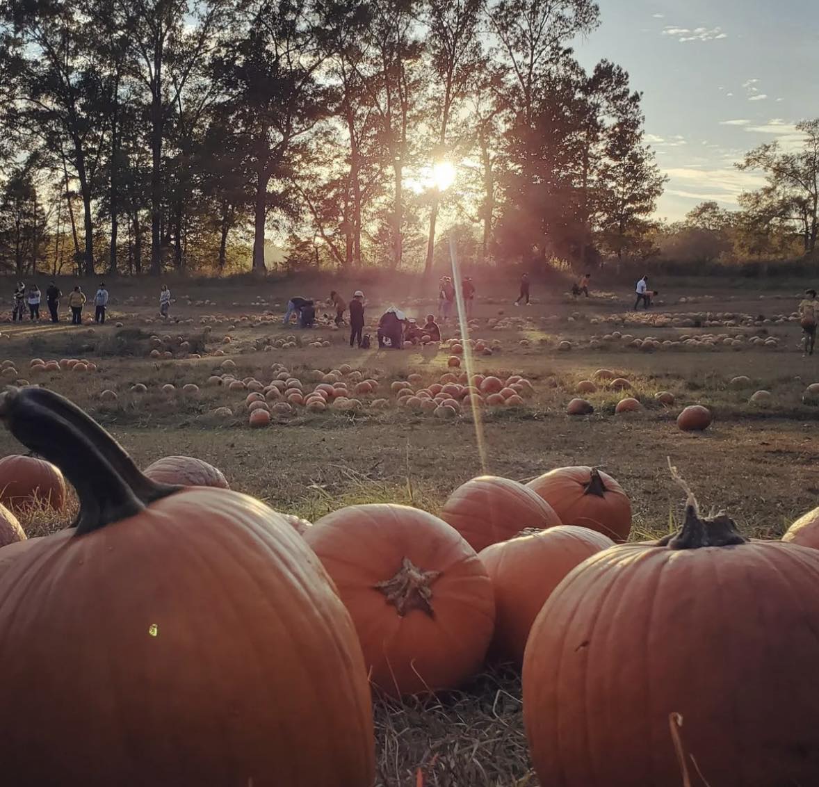 pumpkin patch