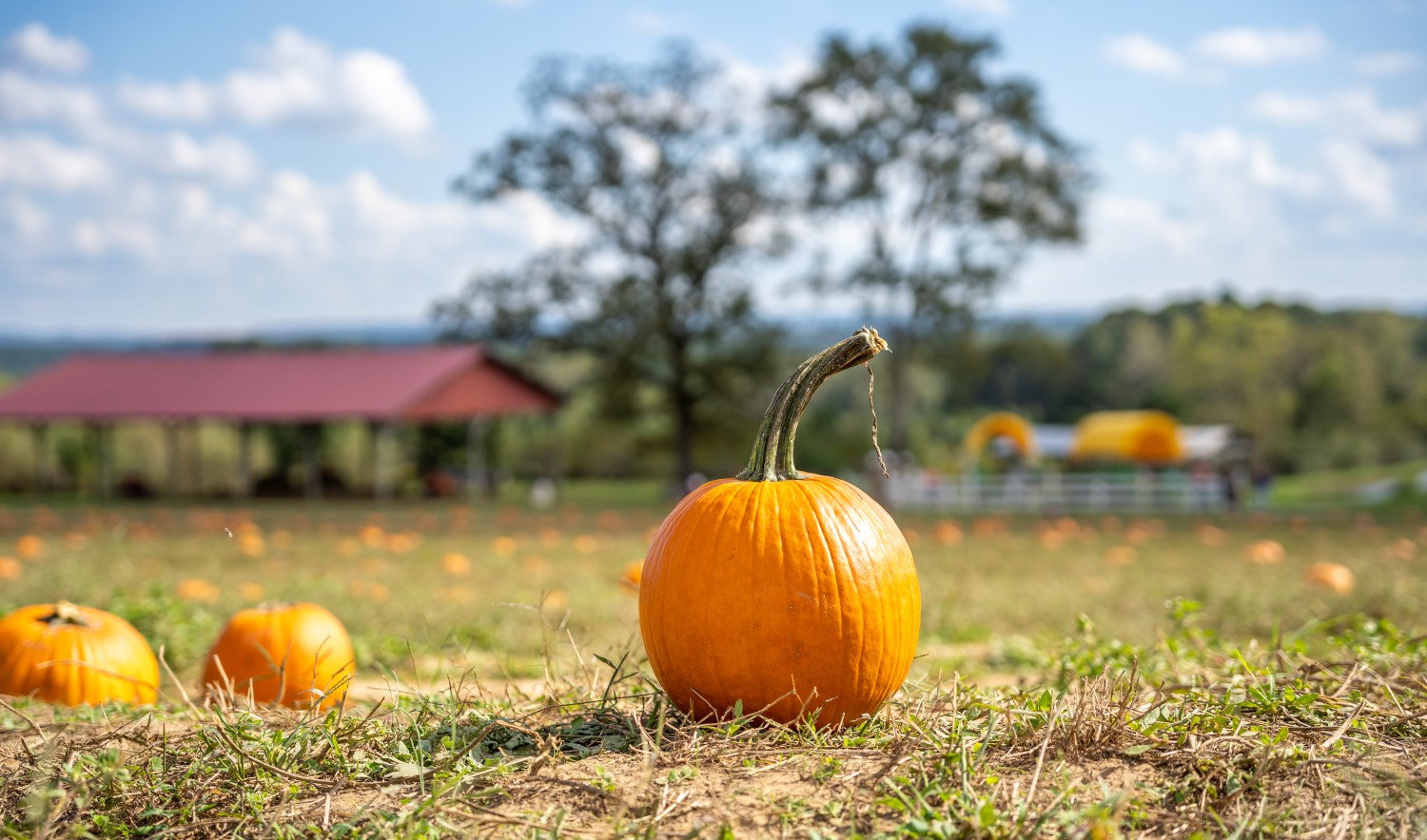 The Great Pumpkin Patch.