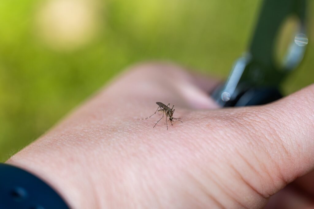 Orange County issues dengue fever alert