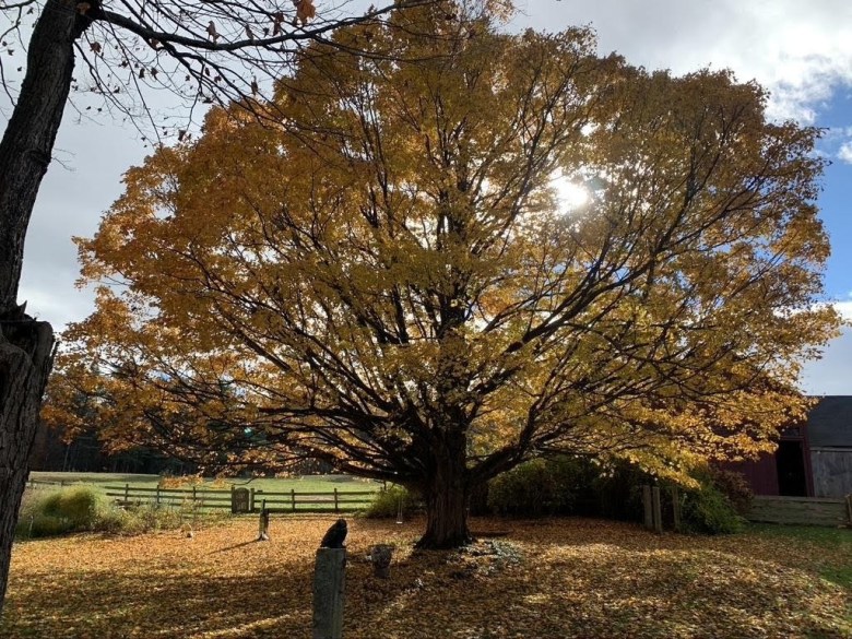 A BoomerTECH Adventures guide to accessible leaf peeping in Maine