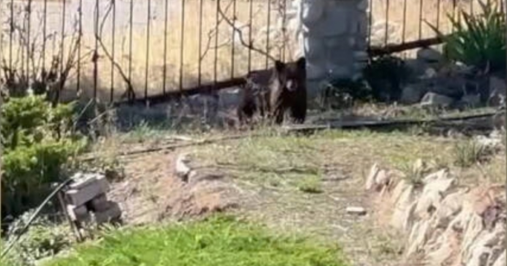 Bear removed from Avenues neighborhood in Salt Lake City