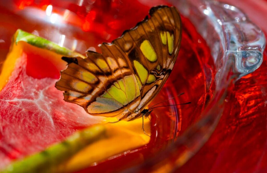 A butterfly rests and takes in nectar within the Butterfly Habitat at Springs Preserve on Frida ...