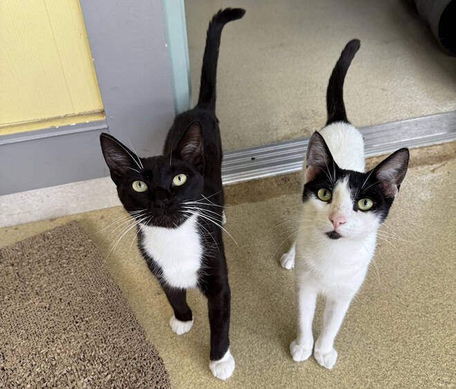 Humane Society waives adoption fees on Oahu to make room for Kauai animals